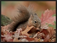 Eekhoorn, Red Squirrel, Sciurus vulgaris Location: Hof van Twente, the Netherlands eekhoorn MG 5772-2 kopie